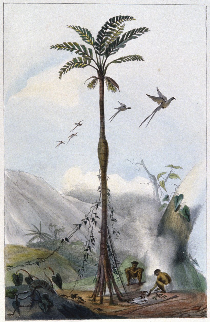 Kokospalme (Barrigudo) von Unbekannter Künstler