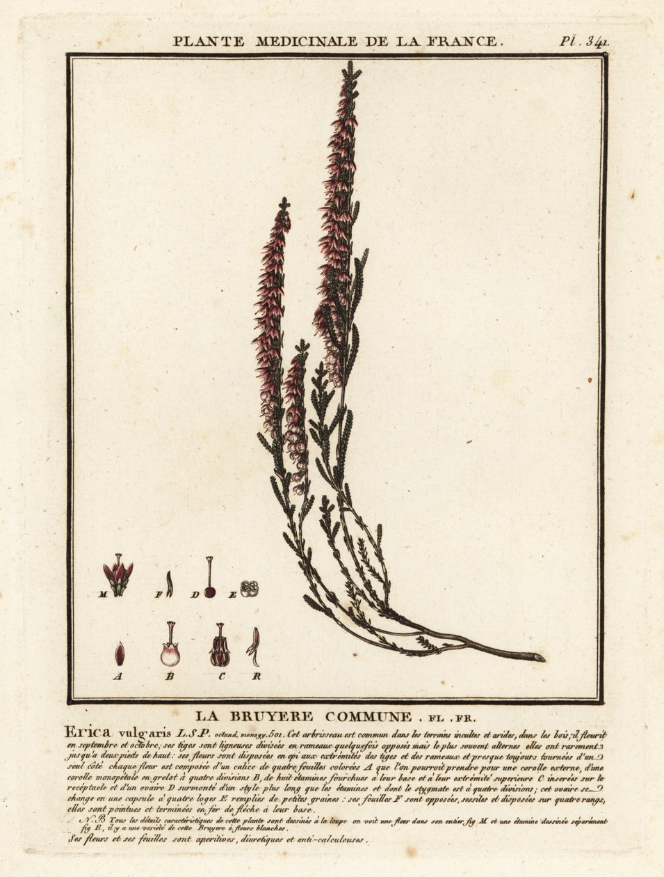 Besenheide, Calluna vulgaris von Unbekannter Künstler