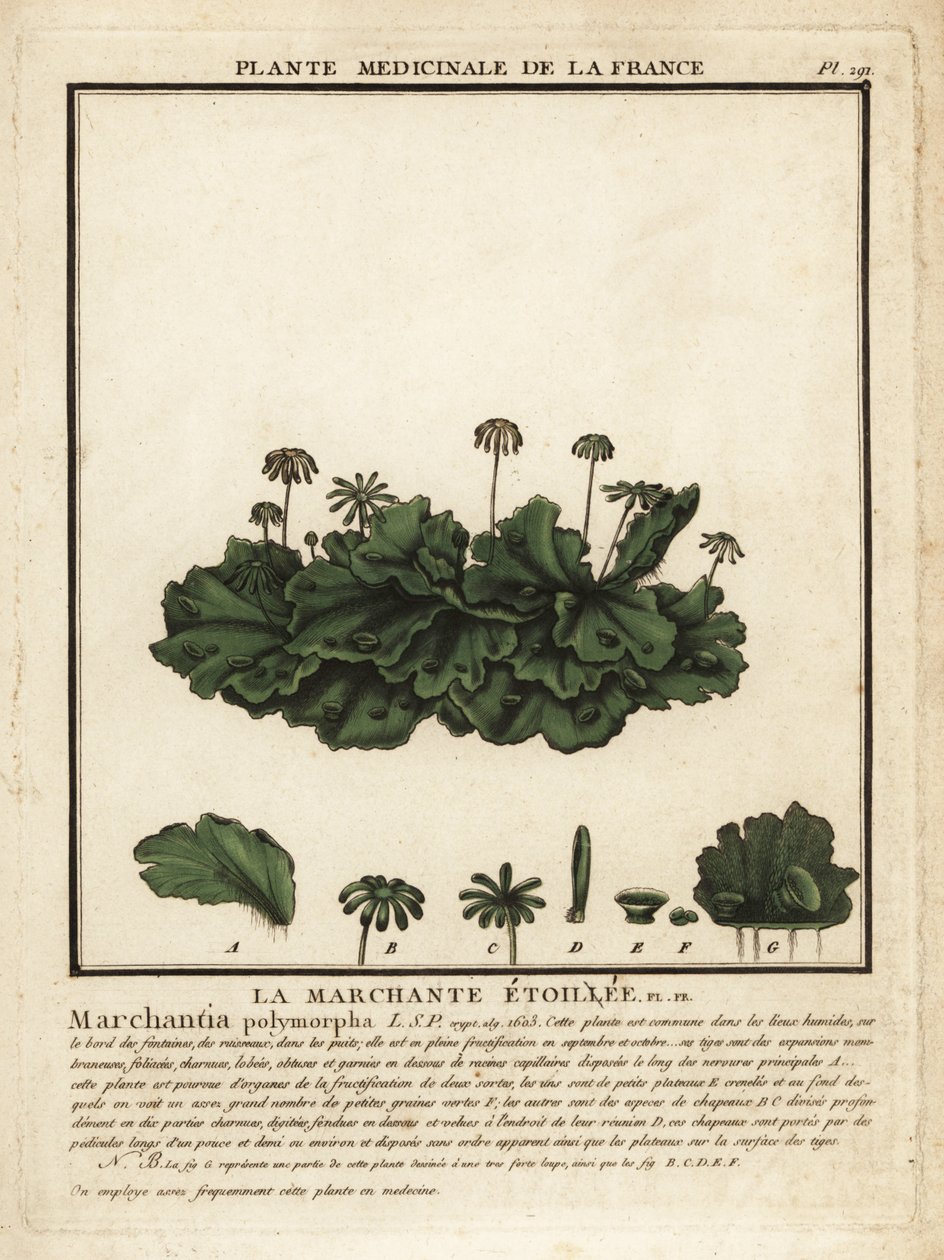 Gemeine Lebermoos, Marchantia polymorpha von Unbekannter Künstler