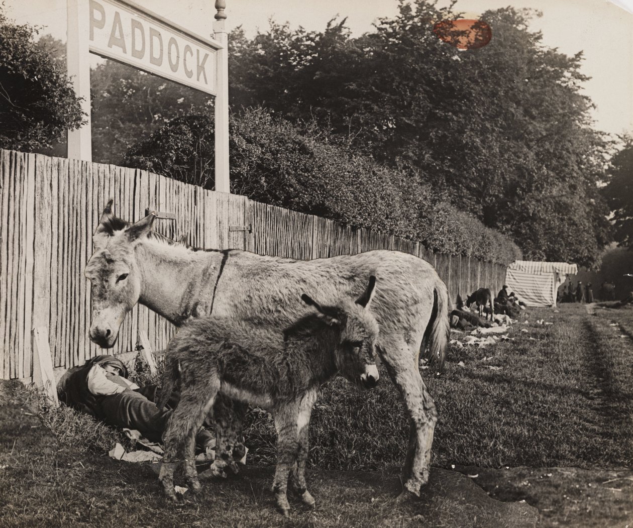 Komposit von zwei Eseln, ca. 1909 von Unbekannt