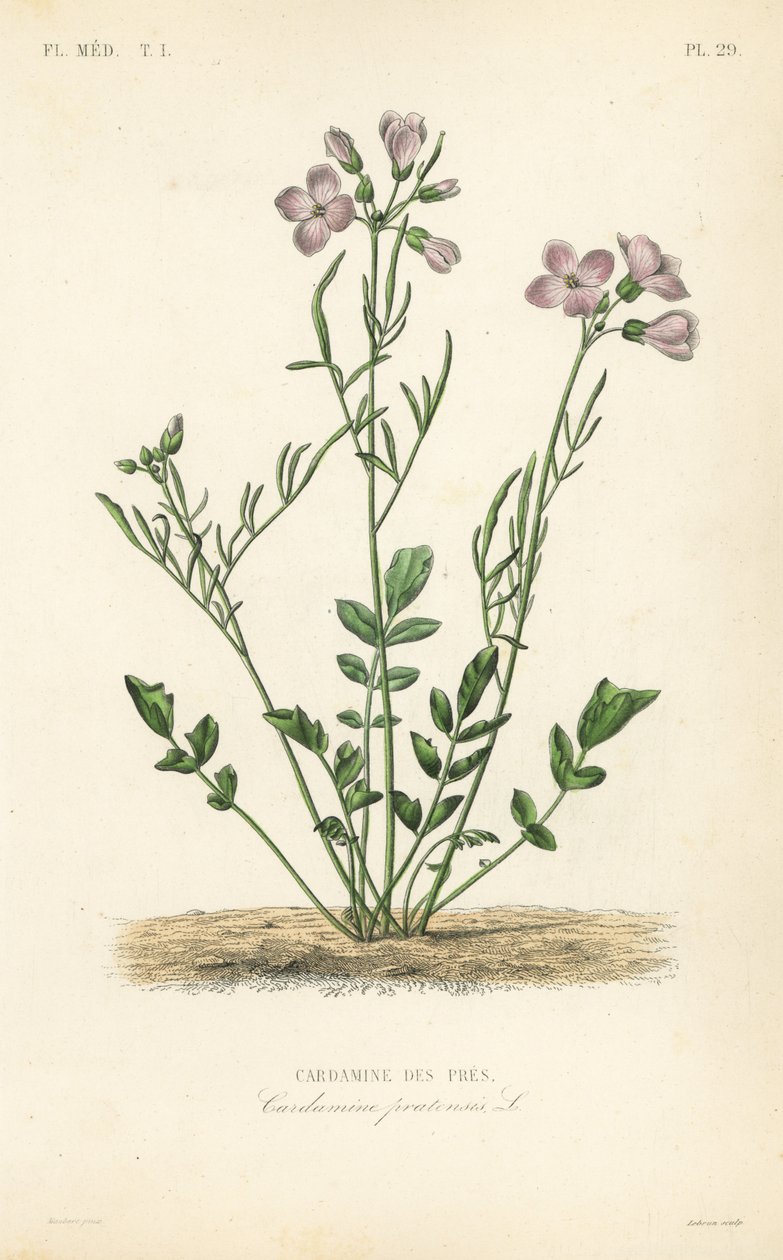 Wiesenschaumkraut, Cardamine pratensis von Unbekannt
