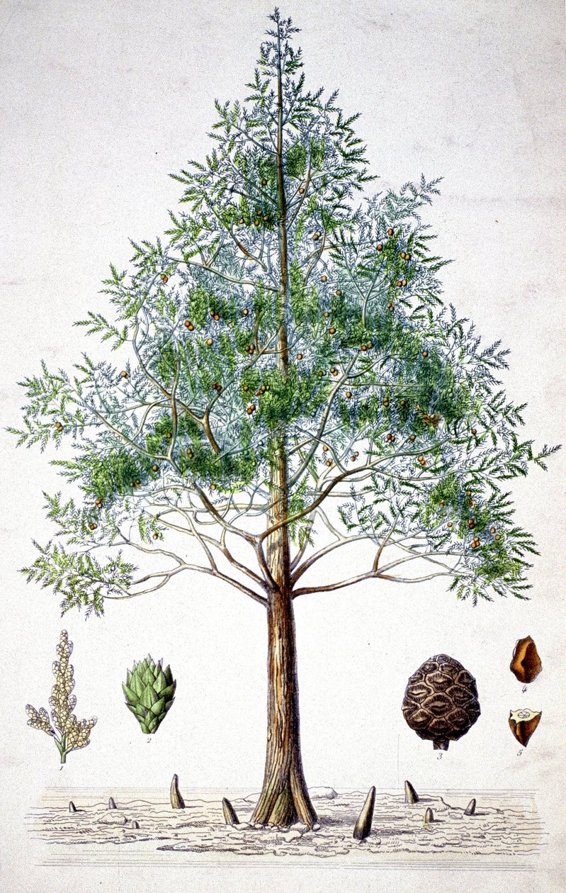 Zypressenbaum, spätes 19. Jahrhundert von Unbekannter Künstler