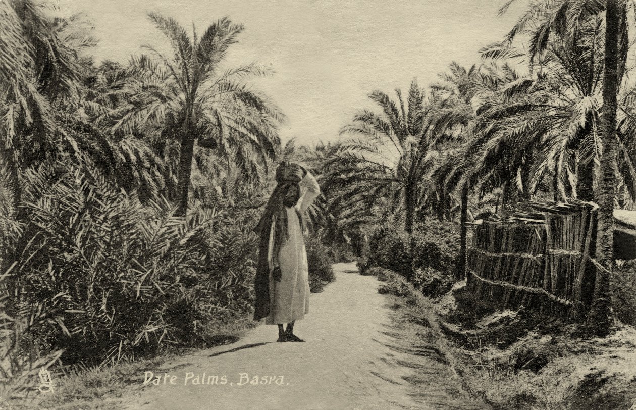 Dattelpalmen, Basra von Unbekannter Künstler