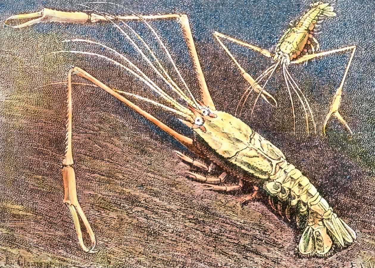 Tiefwassergarnele von Unbekannter Künstler