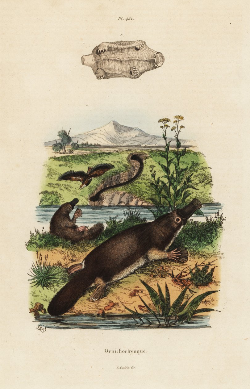 Schnabeltier, Ornithorhynchus anatinus von Unbekannt