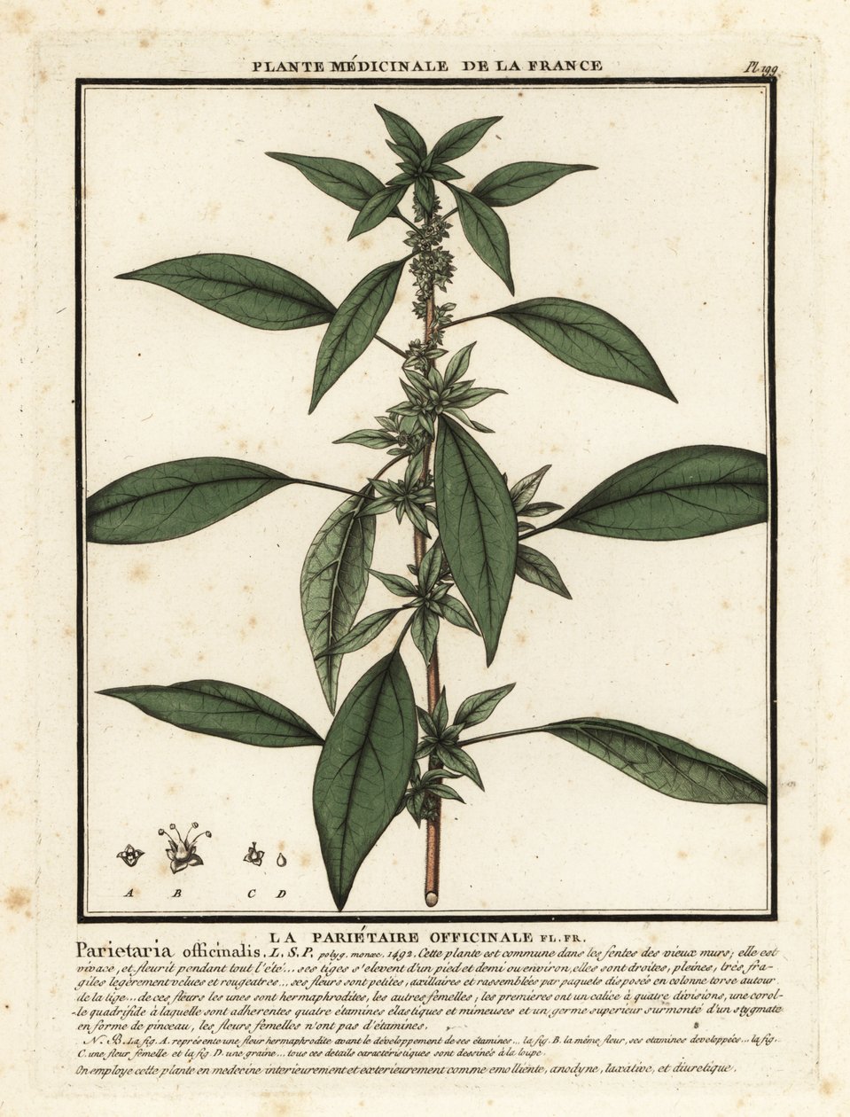 Mauerraute, Parietaria officinalis von Unbekannter Künstler