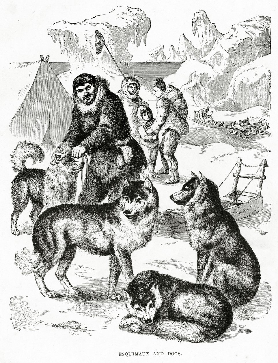 Eskimos und Hunde (1902) von Unbekannt