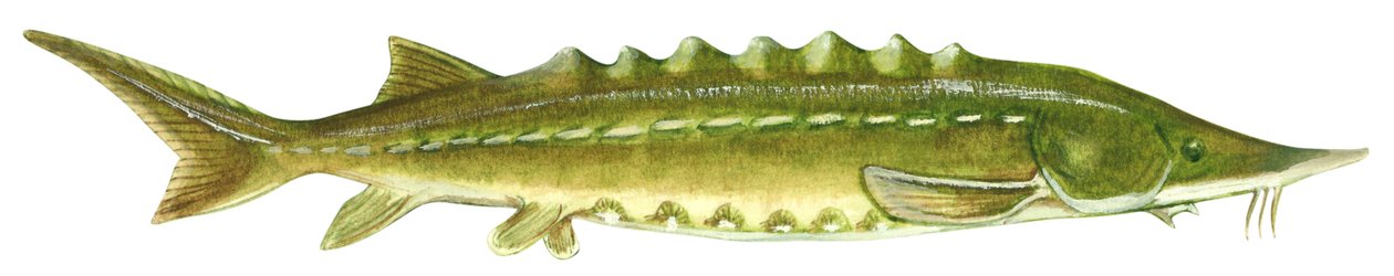 Schwarzer Stör - Atlantischer Stör (Acipenser oxyrinchus) von Unbekannter Künstler