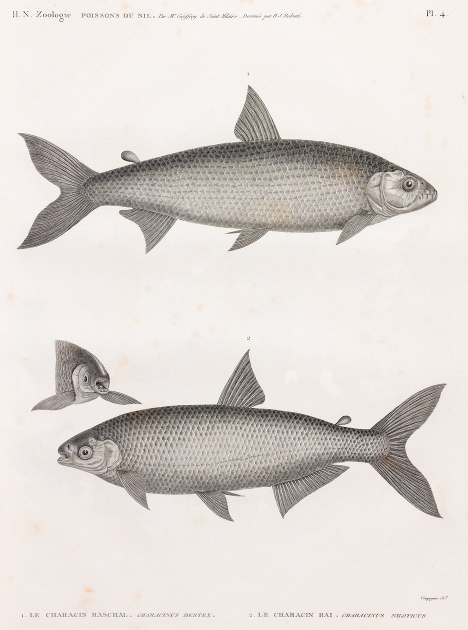 Fisch: Der Characin von Unbekannt