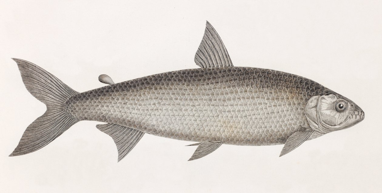 Fische: Le Characin von Unbekannt
