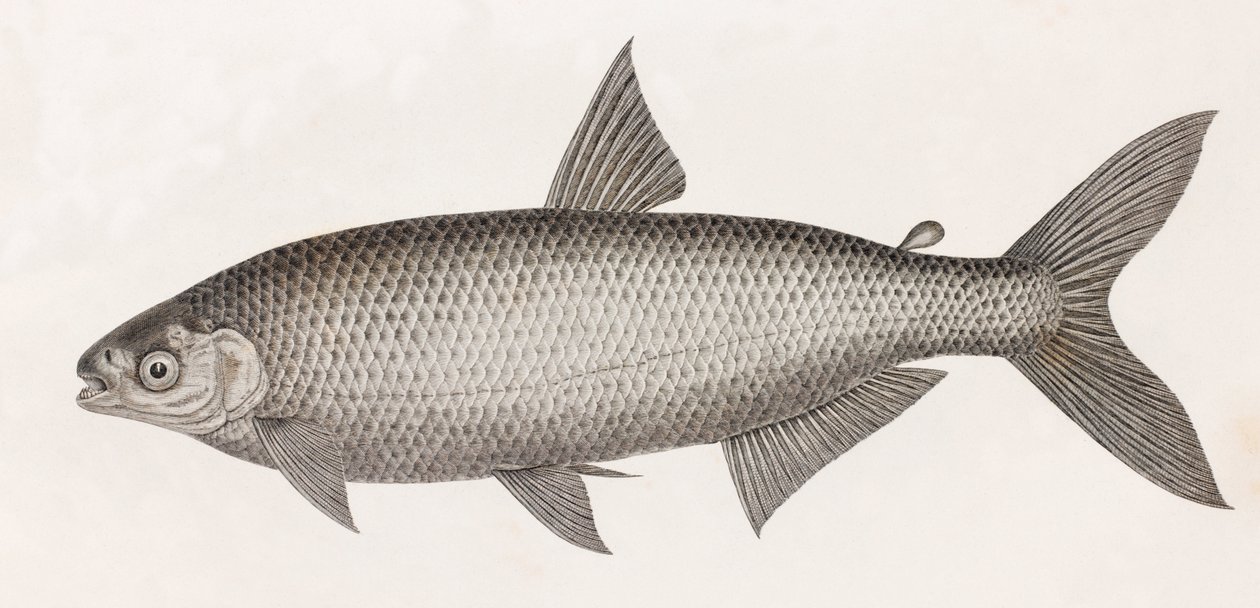 Fische: Le Characin von Unbekannt