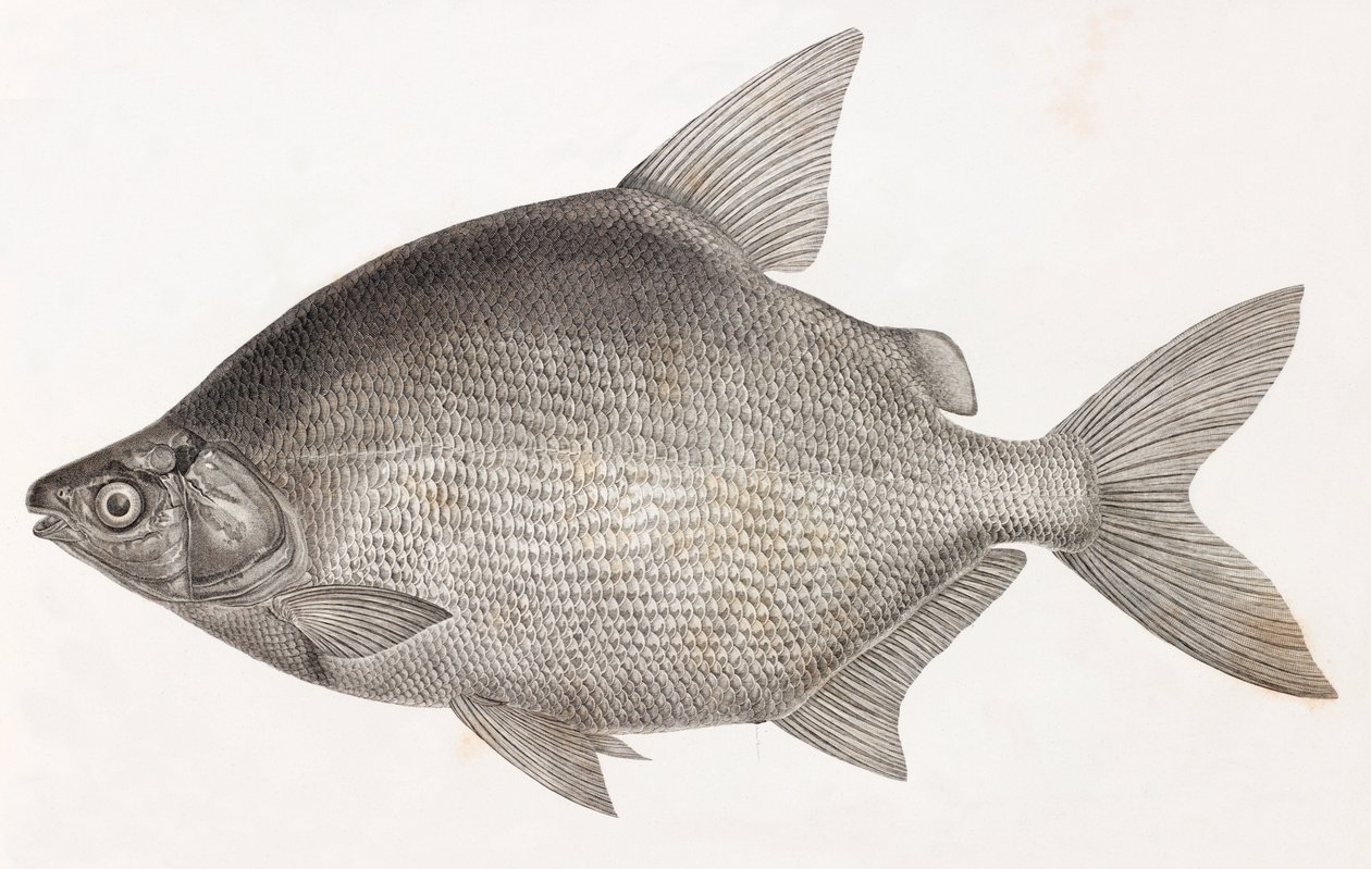 Fische: Le Serrasalme Citharine von Unbekannt