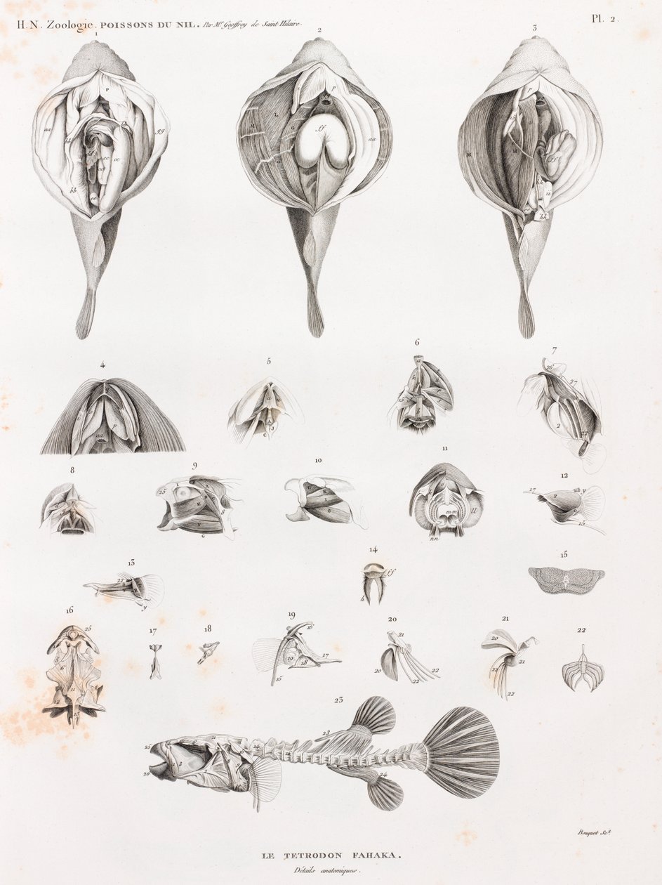 Fische: Tetrodon, Anatomie von Unbekannt