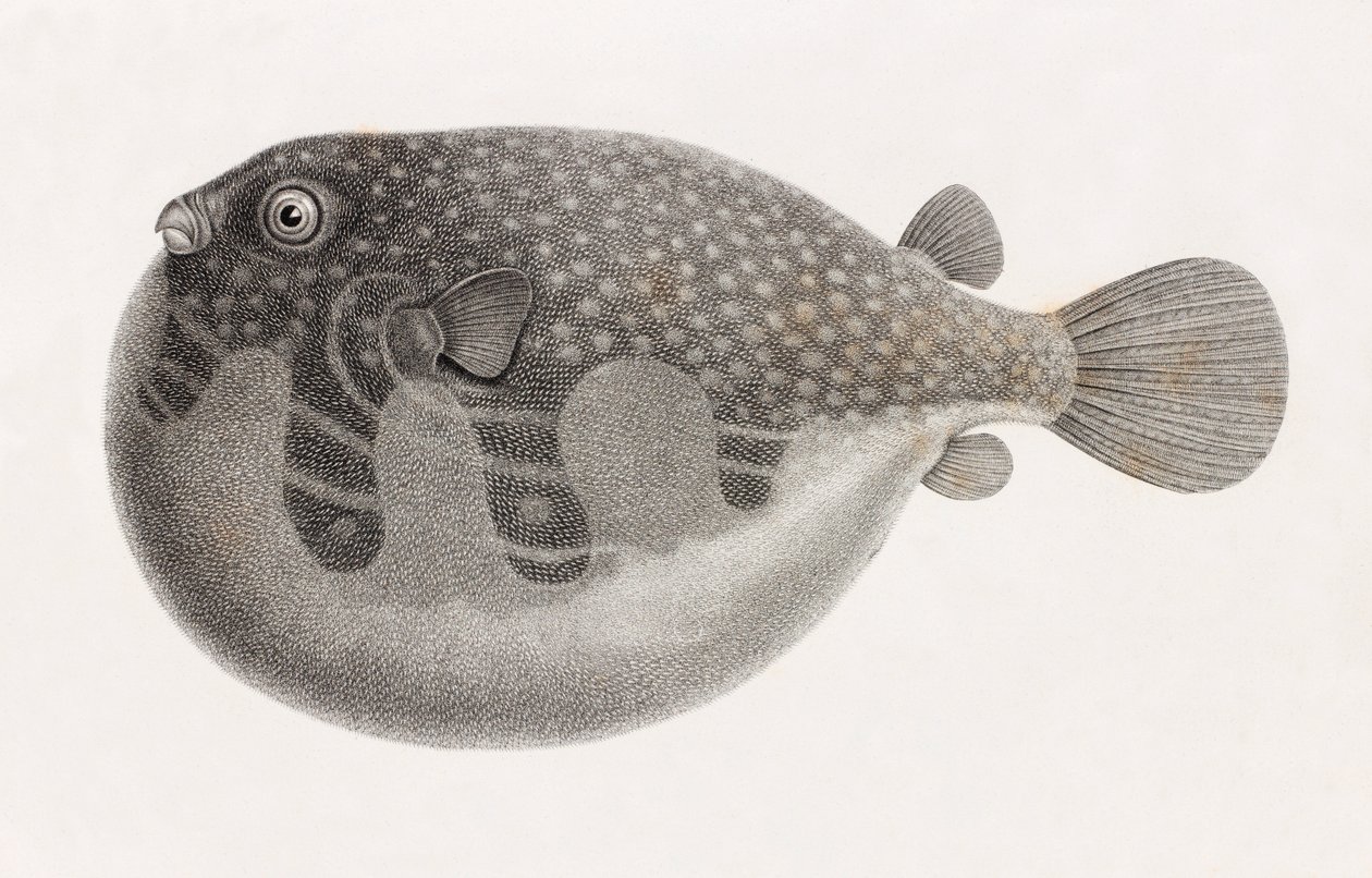 Fische: Tetrodon (Nahaufnahme) von Unbekannt