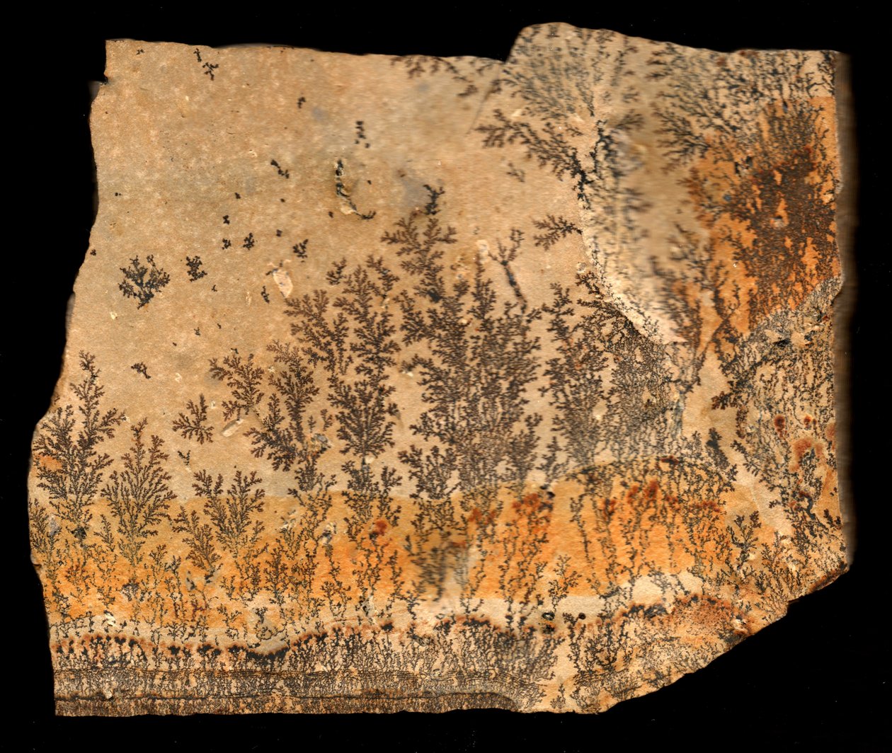 Fossiler Abdruck, recto (Druck) von William M. Timlin