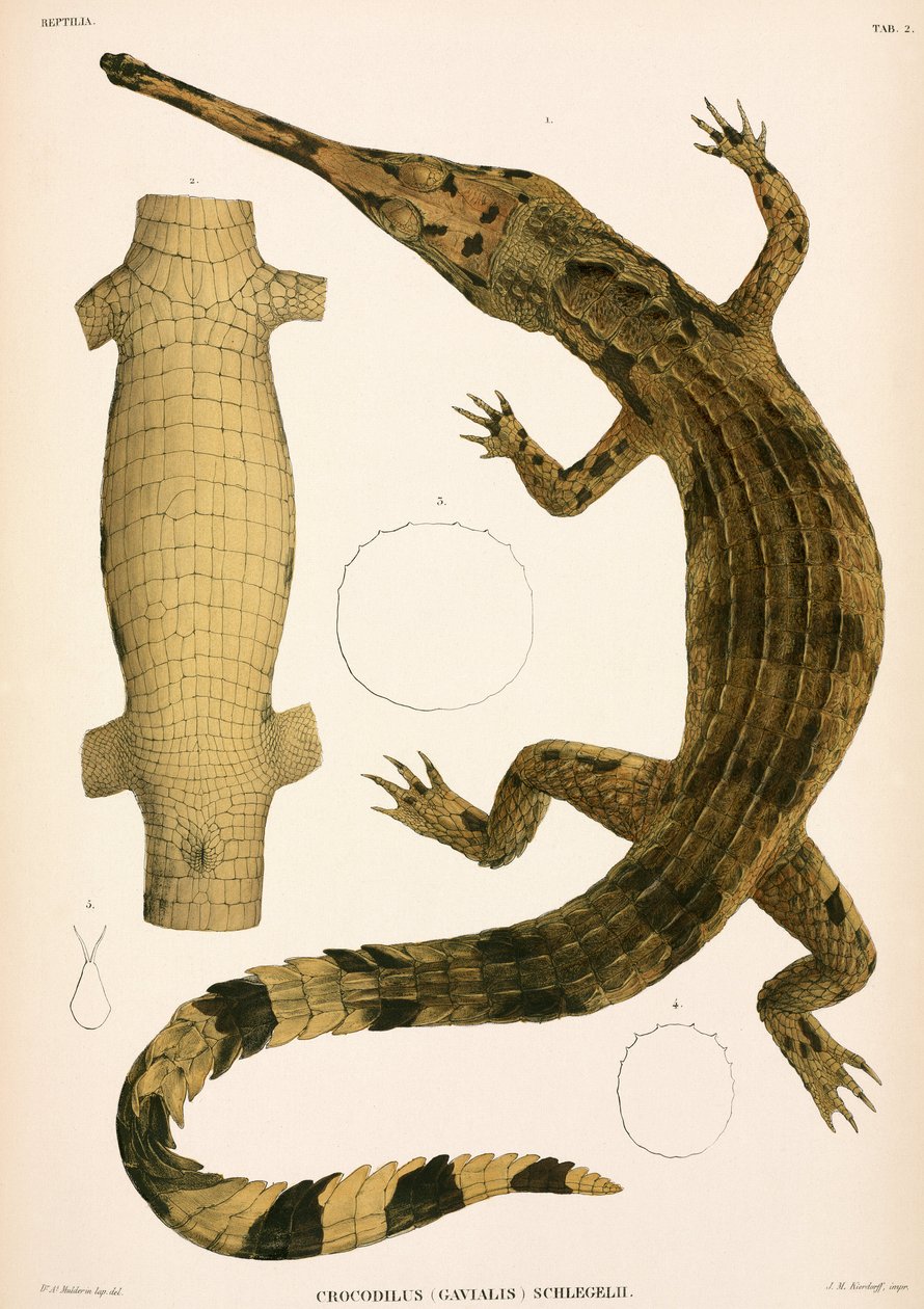 Gangesgavial, Indonesien von Unbekannter Künstler