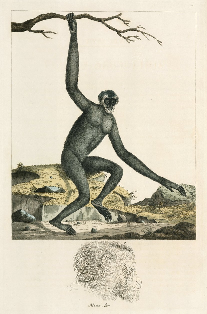 Gibbon von Unbekannter Künstler