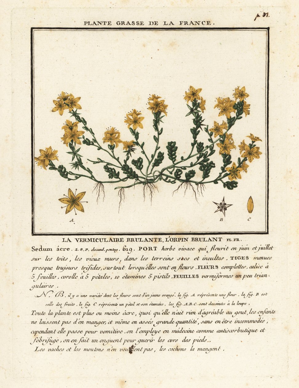 Scharfer Mauerpfeffer, Sedum acre von Unbekannter Künstler