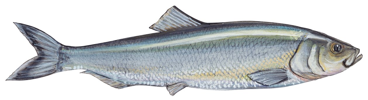 Atlantischer Hering (Clupea harengus) von Unbekannter Künstler
