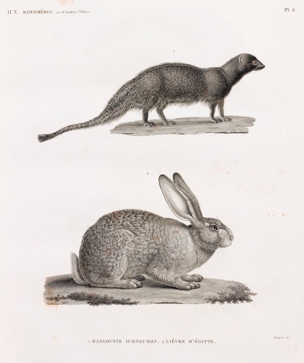 Ichneumon-Manguste und Hase aus Ägypten von Unbekannt