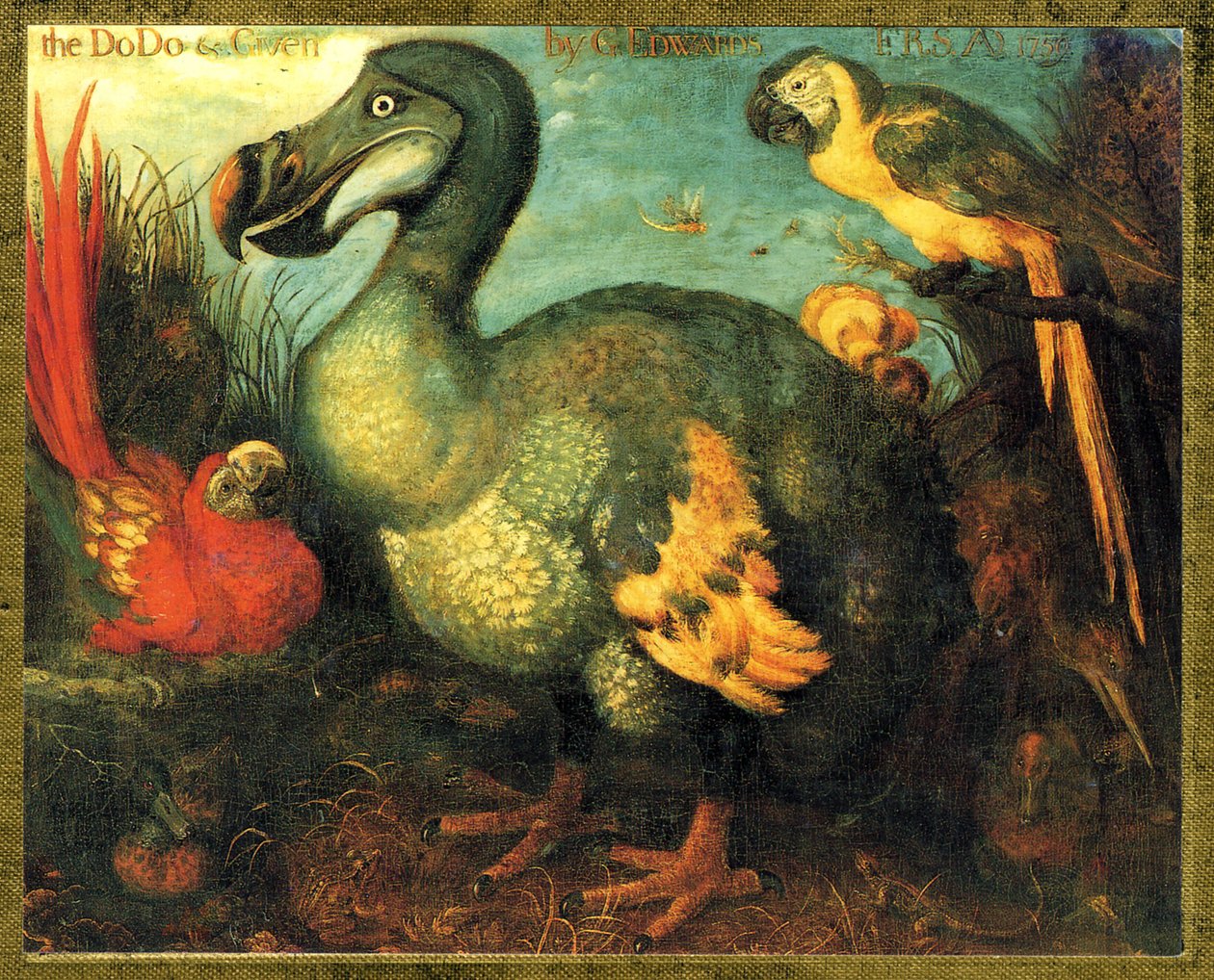 Illustration/Raphus cucullatus/Dodo von Mauritius/Dronte von Unbekannt