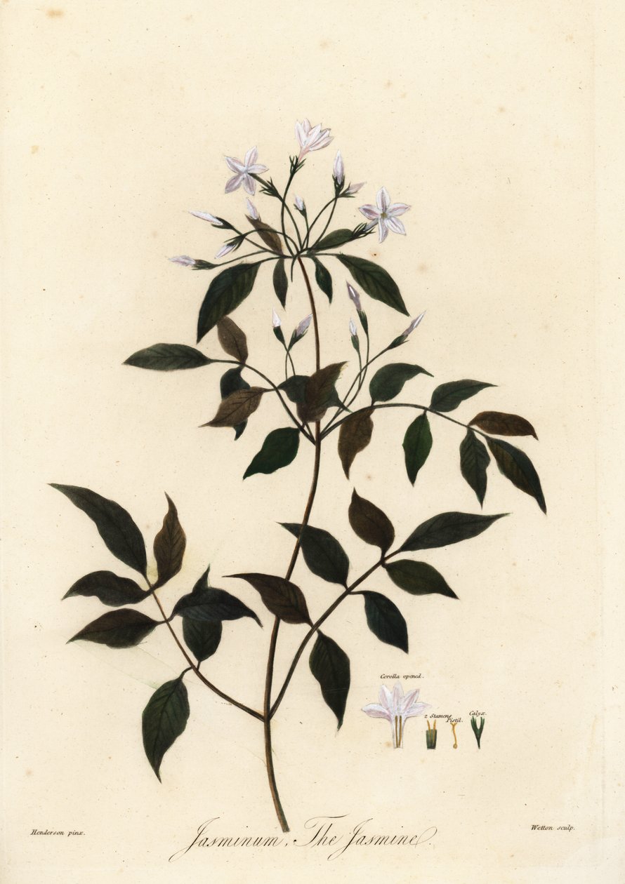 Jasmin, Jasminum officinale, 1805 (Gravur) von Unbekannter Künstler