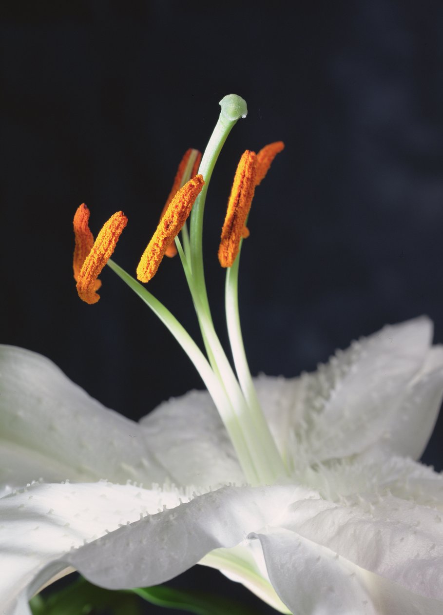 Lilienstempel, 2001 von Unbekannter Künstler