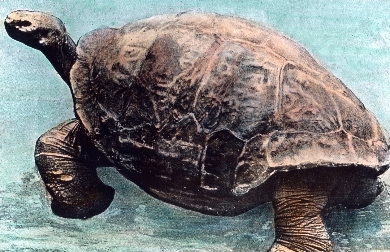 Leben im Meer von Unbekannter Künstler