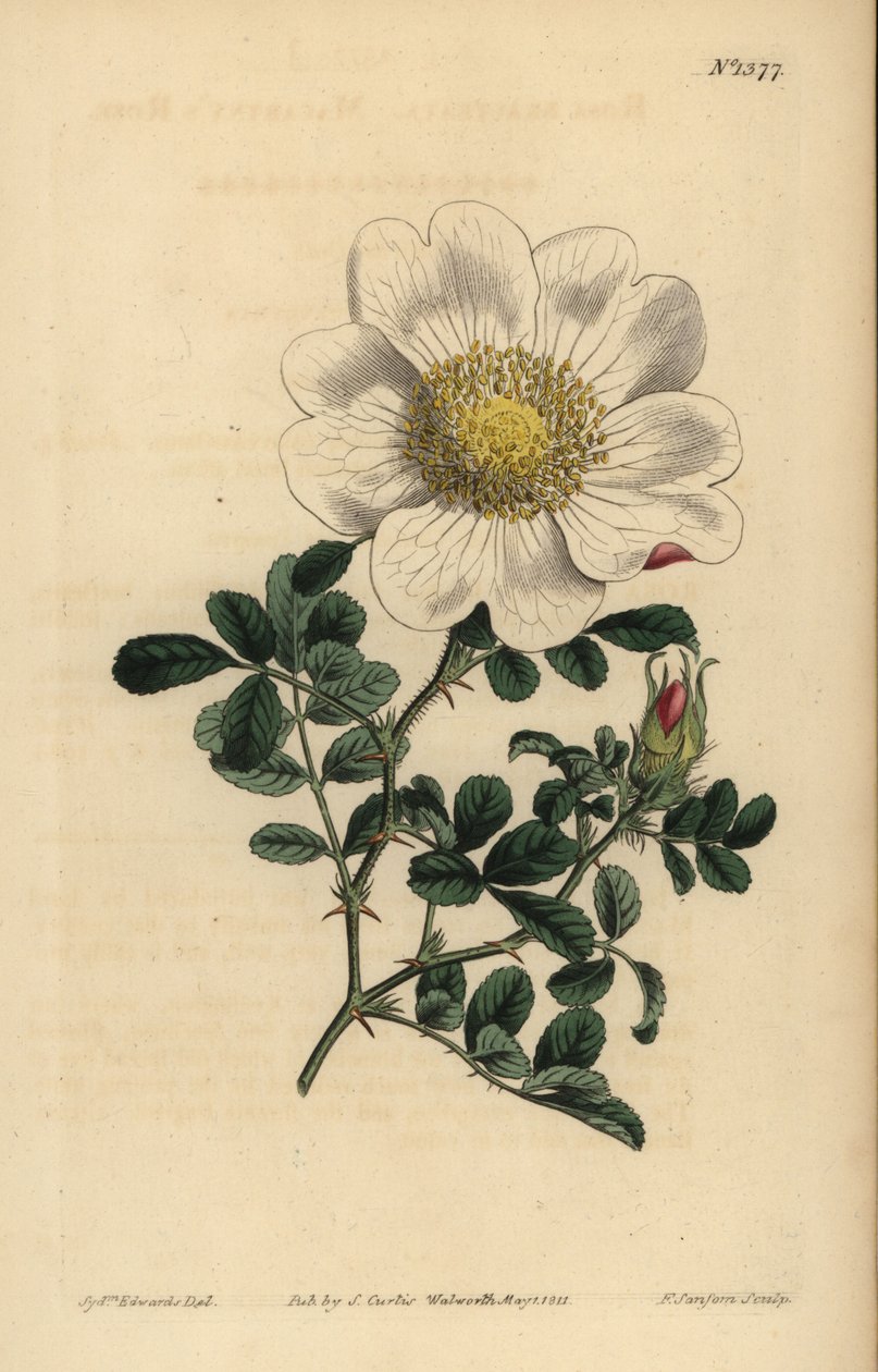 Macartneys Rose, Rosa bracteata von Unbekannt