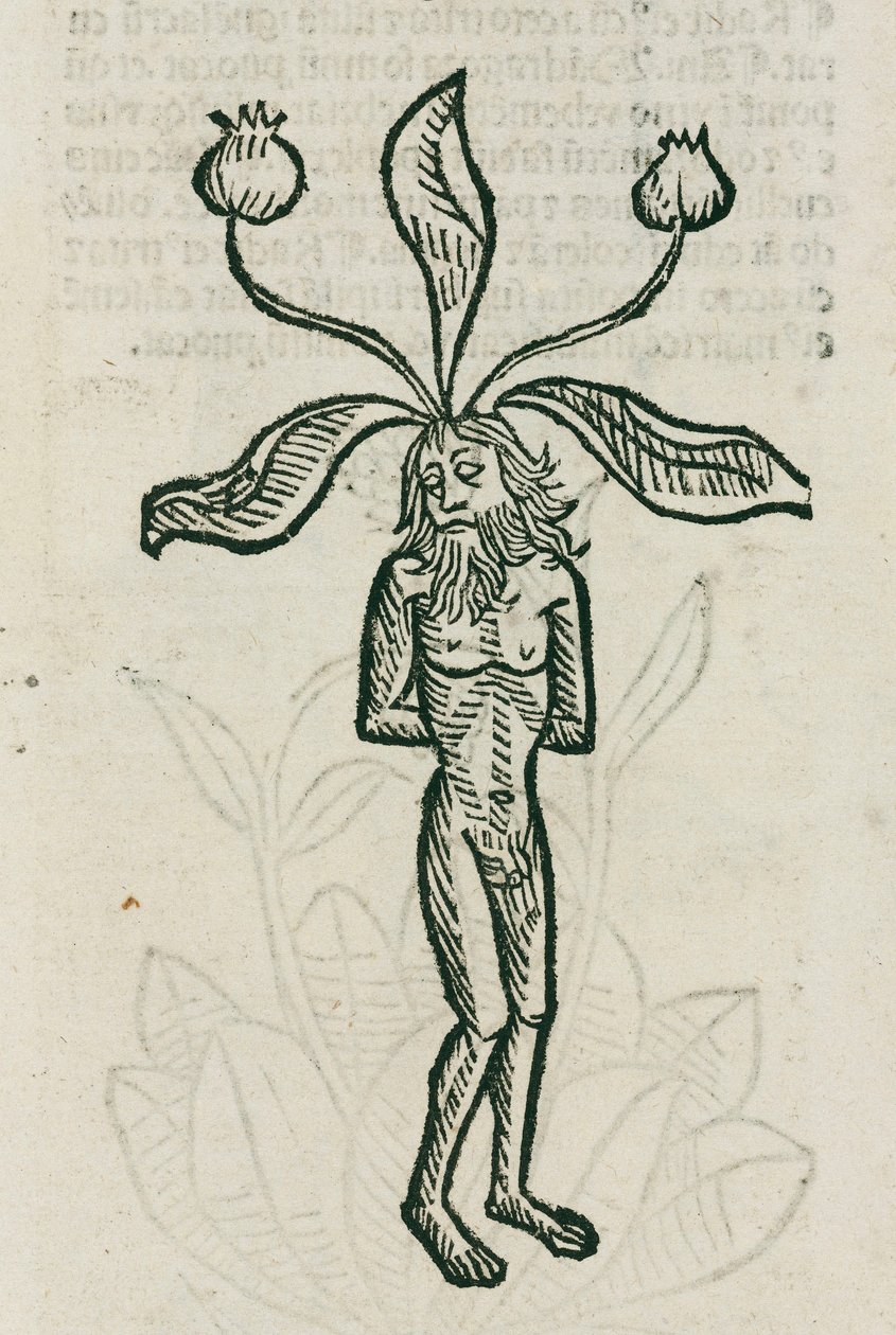 Alraune von Unbekannt