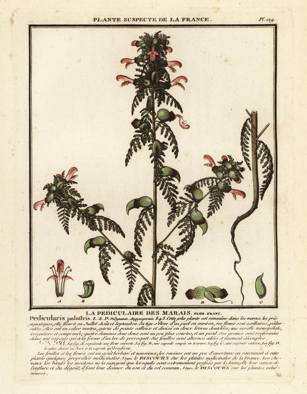 Sumpf-Läusekraut, Pedicularis palustris von Unbekannter Künstler