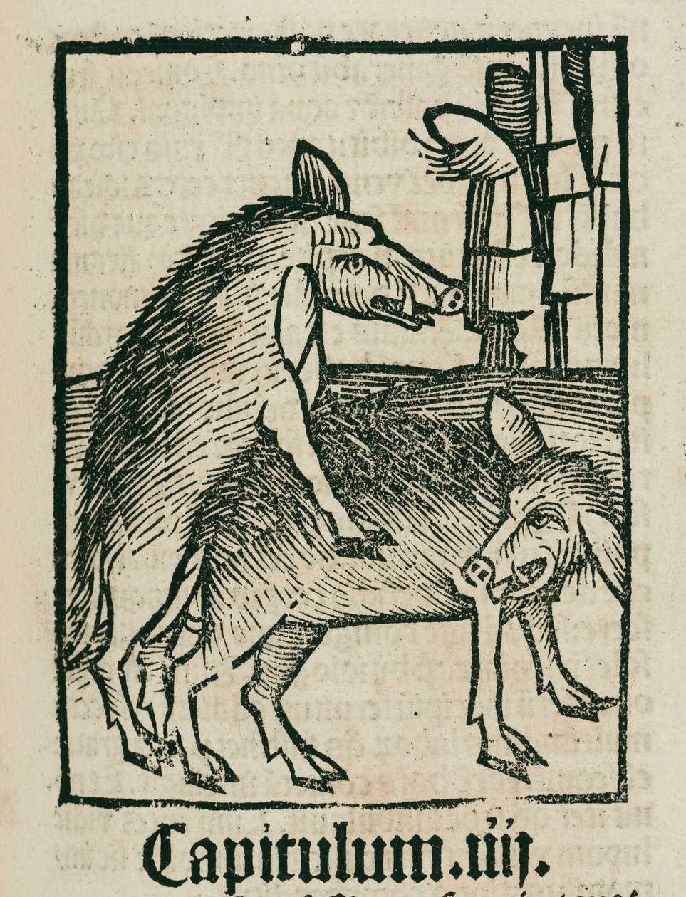 Paarende Eber von Unbekannt