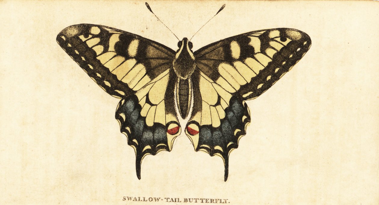 Schwalbenschwanz, Papilio machaon (Kupferstich) von Unbekannter Künstler