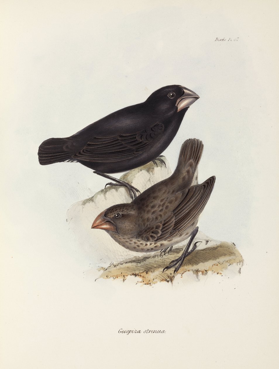 Paar Finken, Galapagos-Inseln, ca. 1832-1836 von Unbekannt