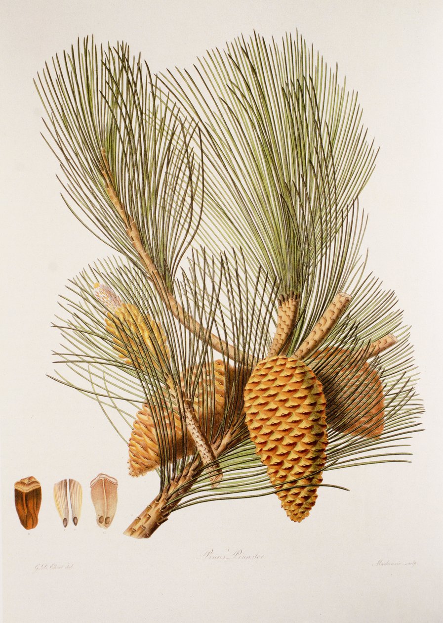 Pinus pinaster von Unbekannt