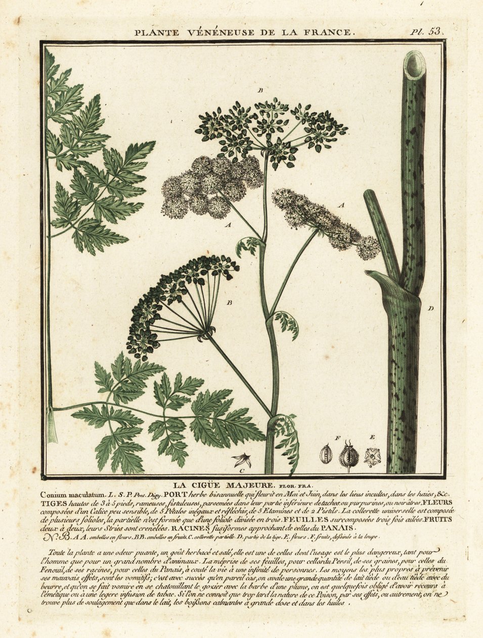 Gefleckter Schierling, Conium maculatum von Unbekannter Künstler