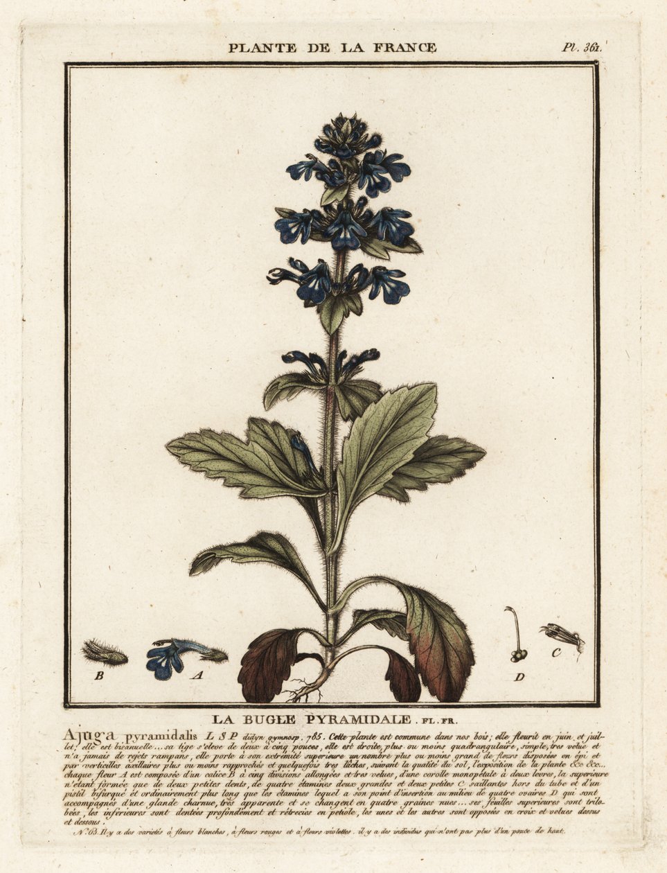 Pyramiden-Bugle, Ajuga pyramidalis von Unbekannter Künstler