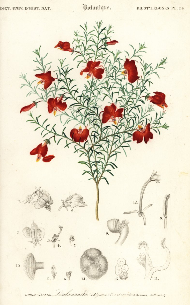 Rote Leschenaultia, Leschenaultia formosa (Gravur) von Unbekannter Künstler