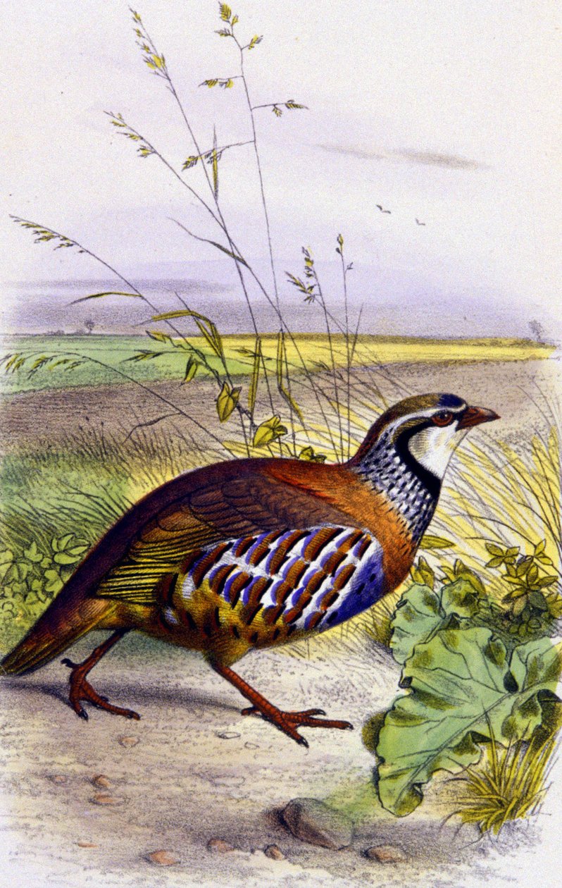 Rothuhn, ca. 1850 (Lithographie) von Unbekannter Künstler