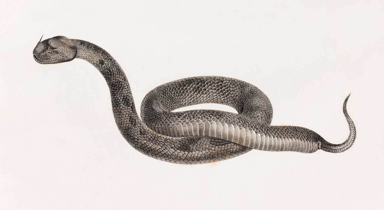 Reptilien: Eine Viper von Unbekannt
