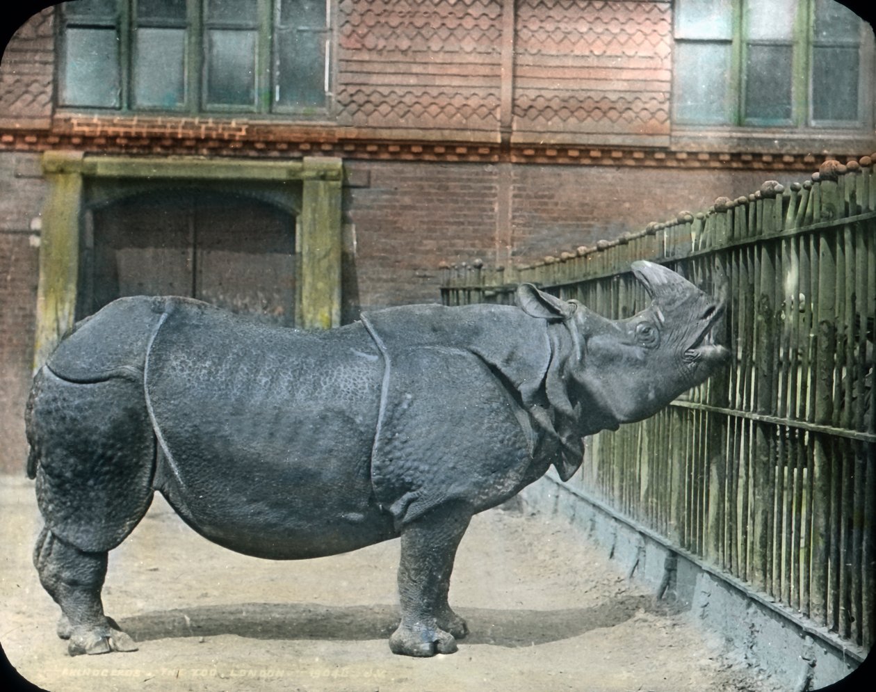 Nashorn von Unbekannter Künstler