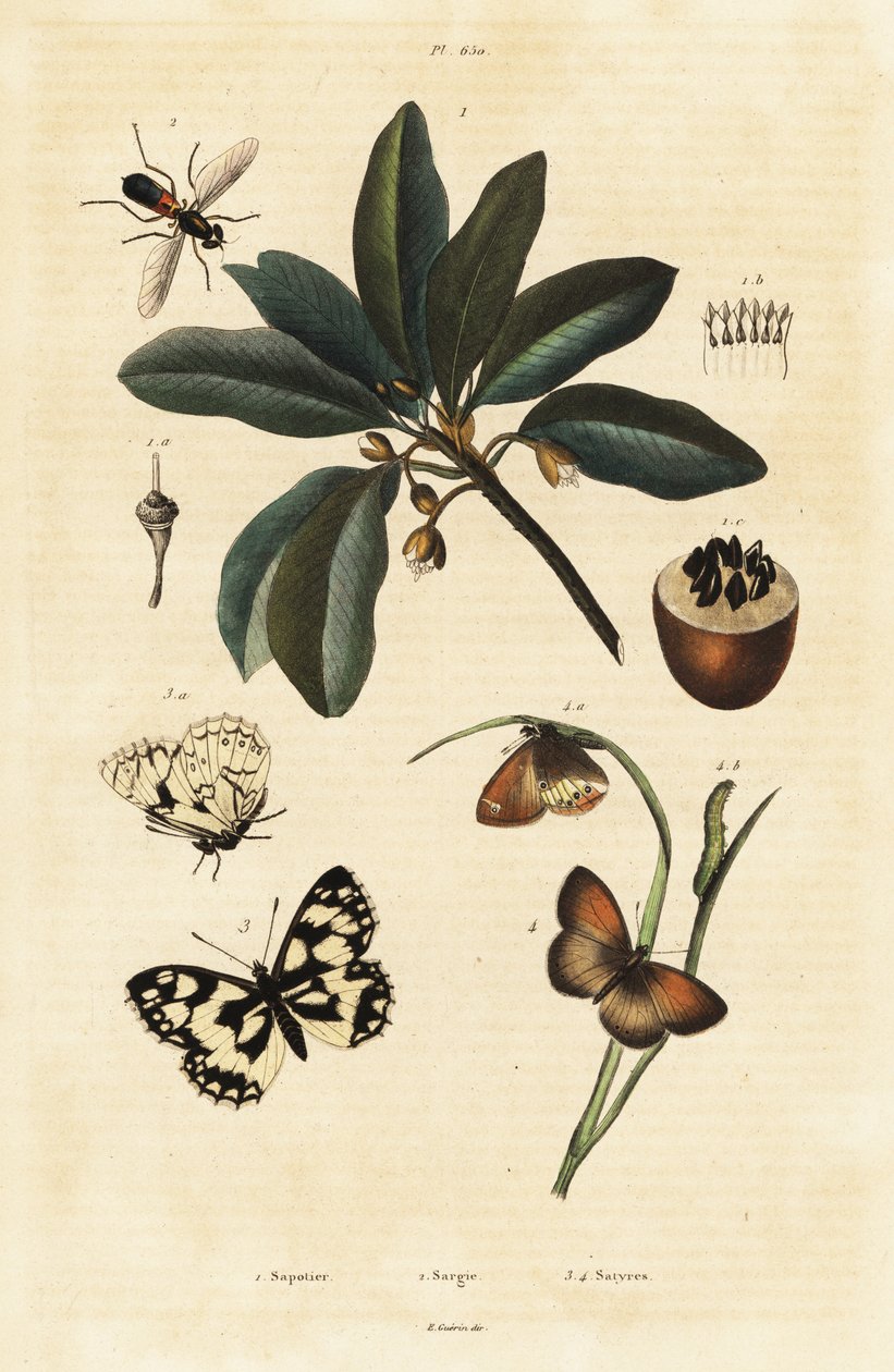 Sapodilla und Motten von Unbekannter Künstler