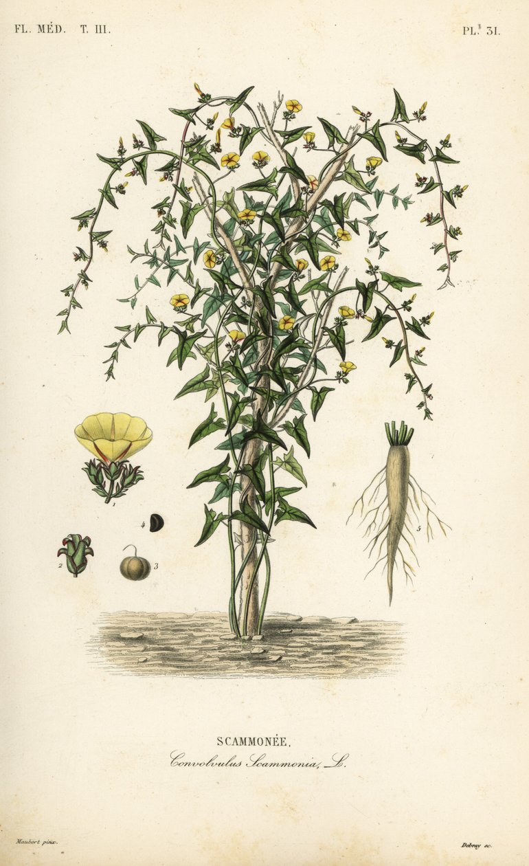 Skammonie, Convolvulus scammonia, Scammonee von Unbekannt