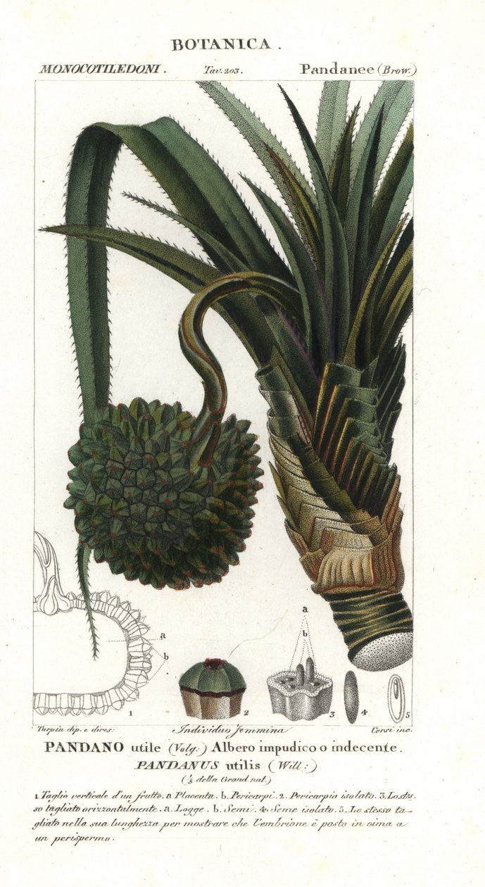 Schraubenpalme, Pandanus utilis von Unbekannter Künstler