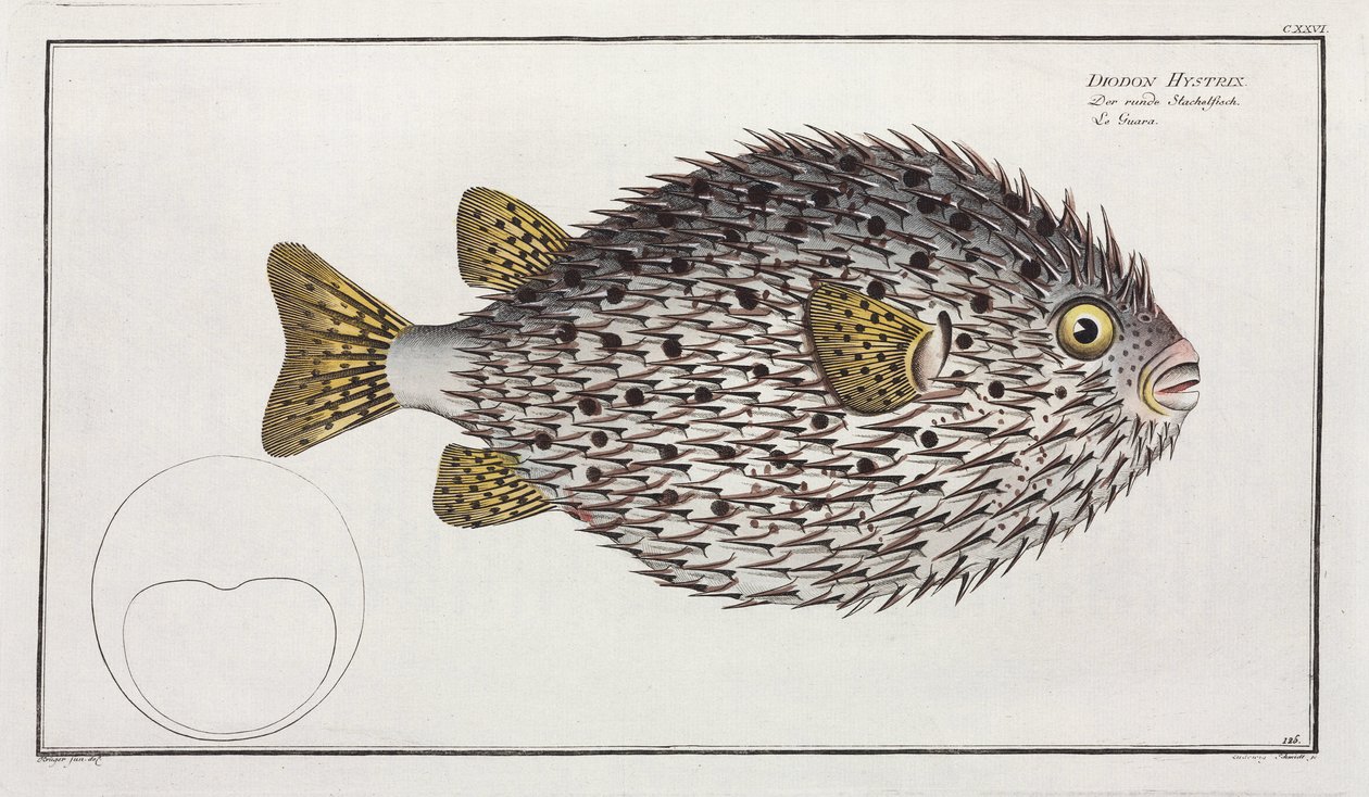 Gefleckter Igelfisch von Unbekannter Künstler