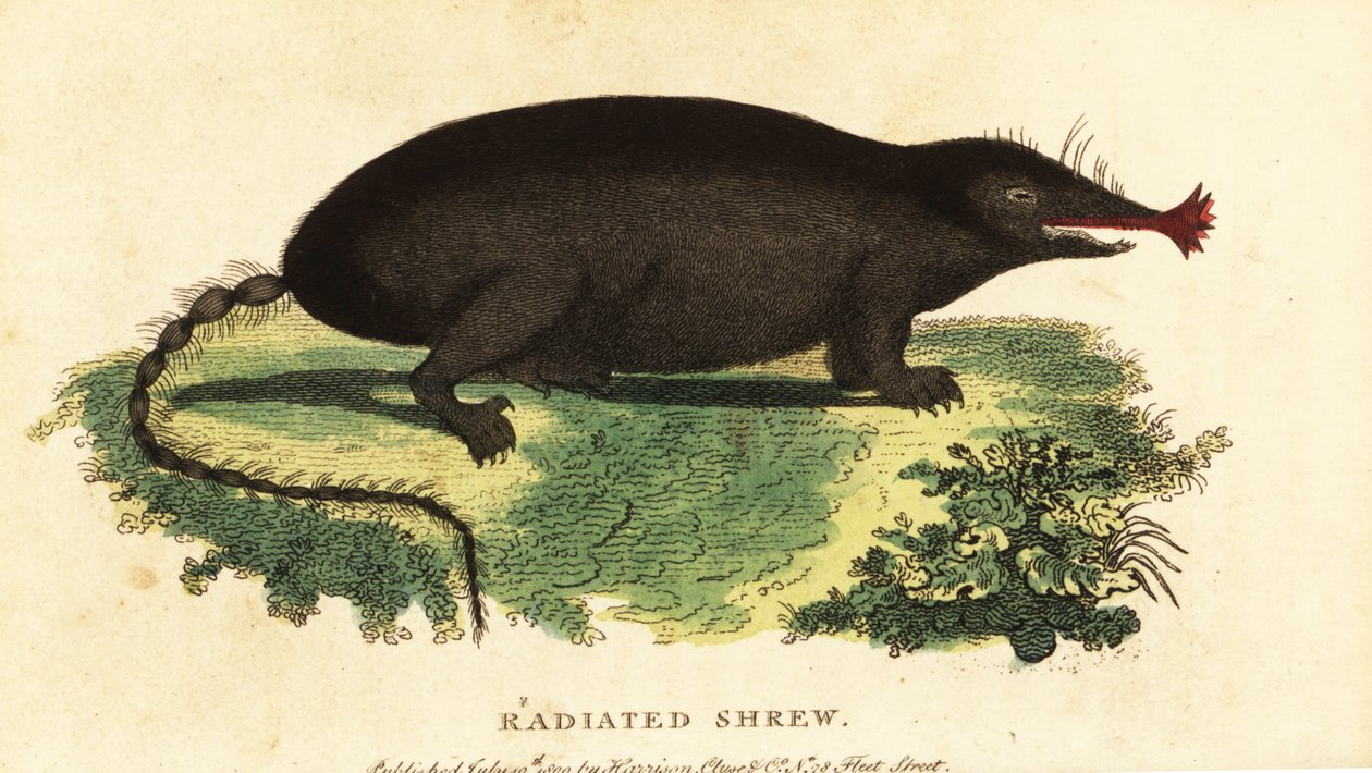 Sternmull, Condylura cristata von Unbekannter Künstler