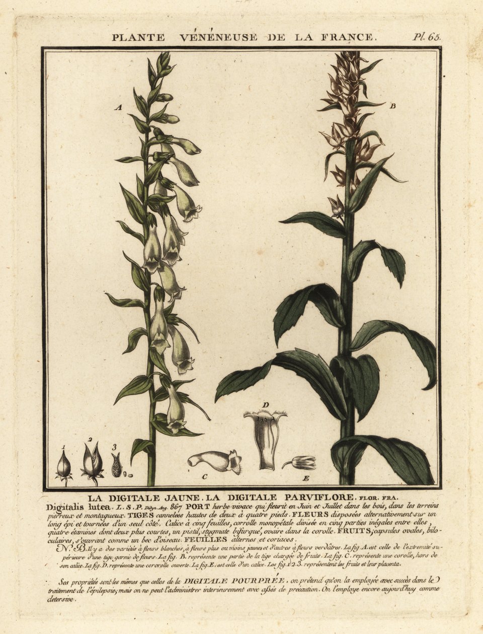 Gelber Fingerhut, Digitalis lutea von Unbekannter Künstler
