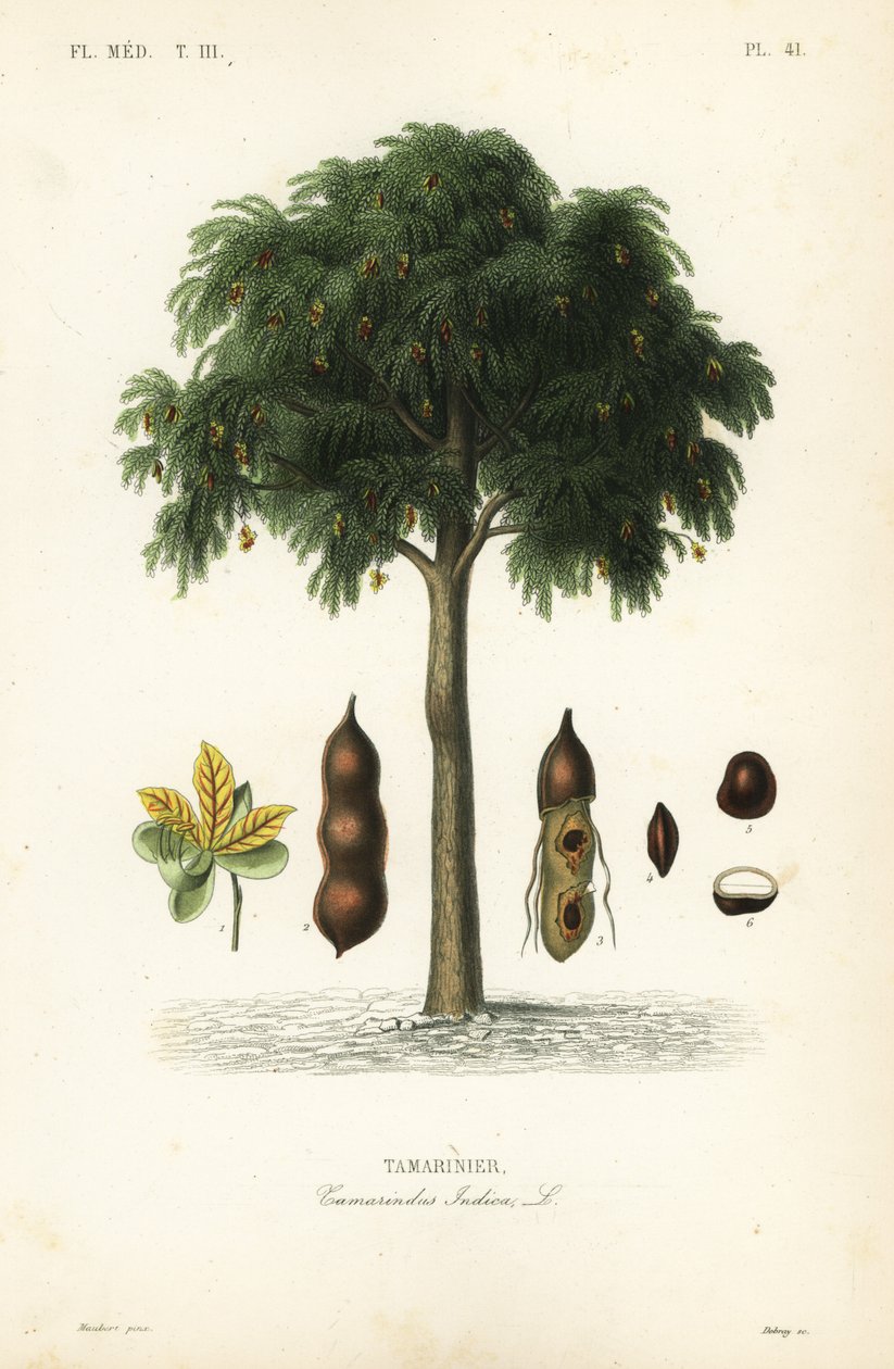 Tamarindenbaum, Tamarindus indica von Unbekannt