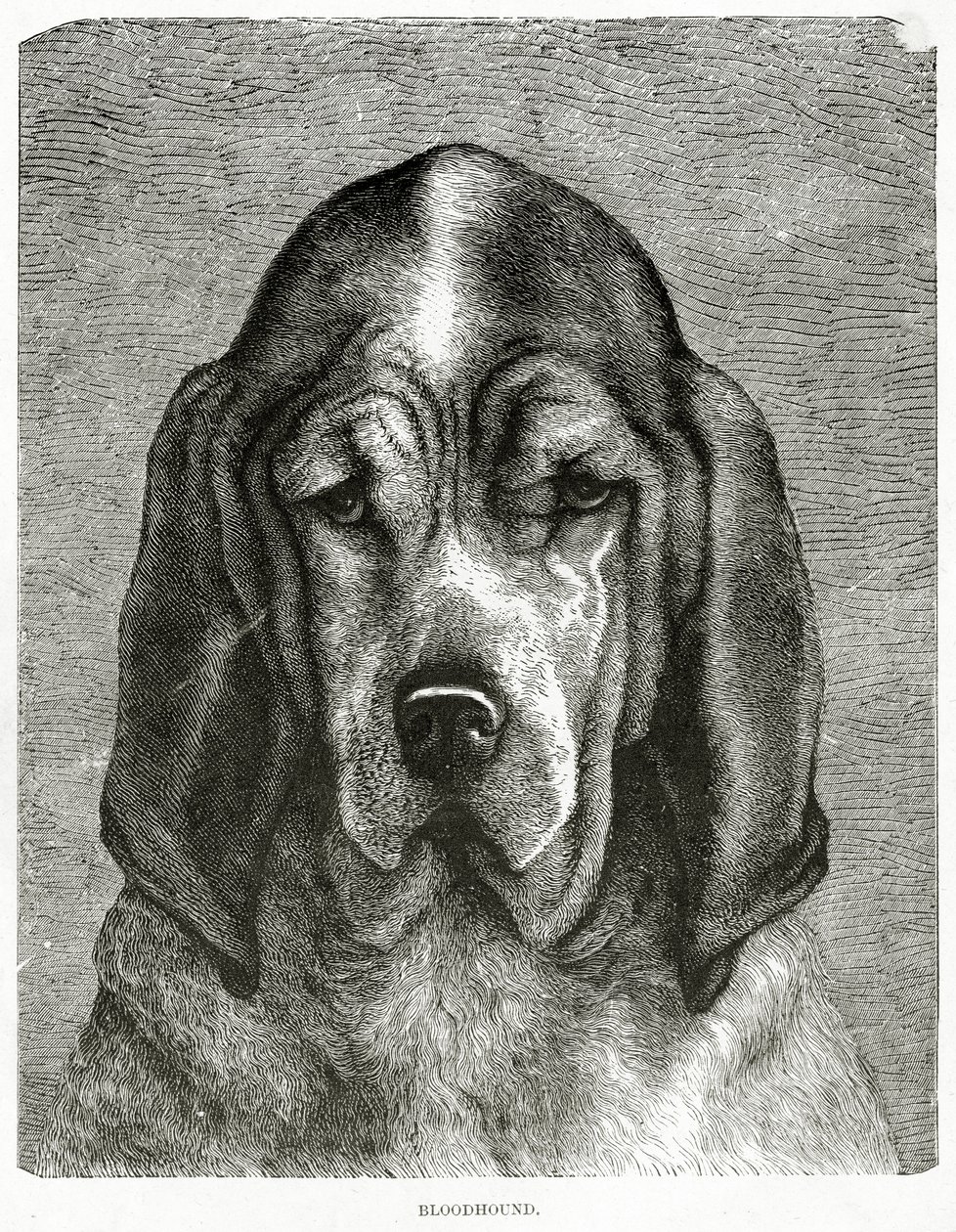 Der Bluthund. 1902 (Lithografie) von Unknown