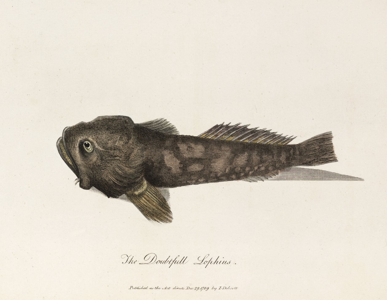 Der Zweifelnde Lophius von Unbekannter Künstler
